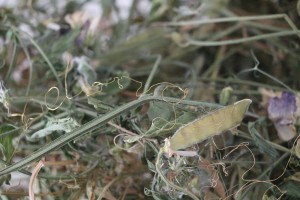 Sweet Pea Dreams, secret messages - plant material, wires - 'Belonging' - Approx 200 mm x 50 mm