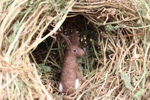 Sweet Pea Dreams - Den 2 with visitor - plant material and wool - Approx: Den - 1400 mm x 450 mm; Hare (from a previous project) - 190 mm x 70 mm 